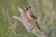 Pyrrhuloxia