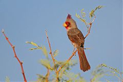 Pyrrhuloxia