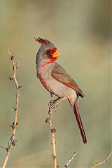 Pyrrhuloxia