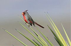 Pyrrhuloxia