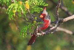 Pyrrhuloxia