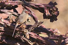 Pyrrhuloxia