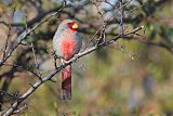 Pyrrhuloxia