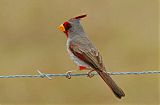 Pyrrhuloxia