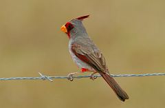 Pyrrhuloxia