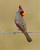 Pyrrhuloxia