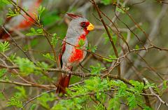 Pyrrhuloxia