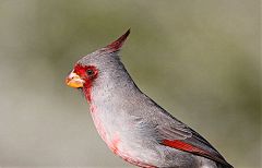 Pyrrhuloxia