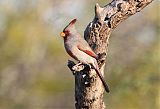 Pyrrhuloxia