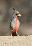 Pyrrhuloxia