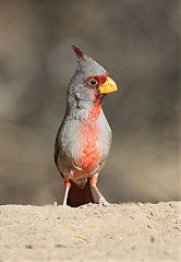 Pyrrhuloxia