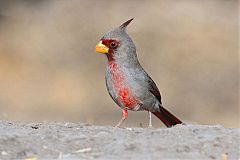 Pyrrhuloxia