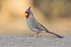 Pyrrhuloxia