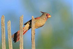 Pyrrhuloxia