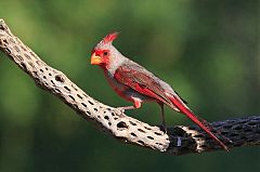 Pyrrhuloxia