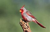 Pyrrhuloxia