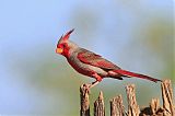 Pyrrhuloxia