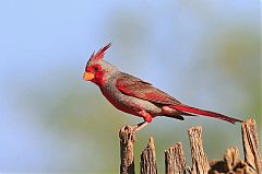 Pyrrhuloxia