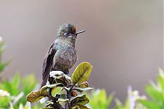 Rainbow-bearded Thornbill