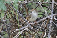 Rattling Cisticola