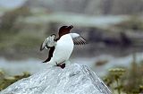 Razorbill