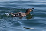 Razorbill