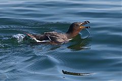 Razorbill