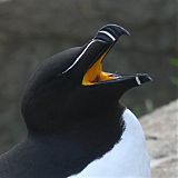 Razorbill