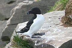 Razorbill