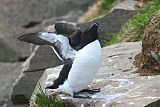 Razorbill