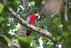 Red-and-green Macaw