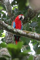 Red-and-green Macaw