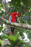 Red-and-green Macaw