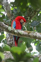 Red-and-green Macaw