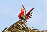 Red-and-green Macaw