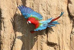 Red-and-green Macaw