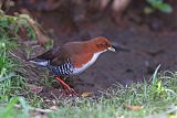 Red-and-white Crake