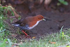 Red-and-white Crake