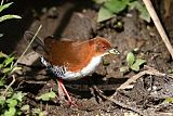 Red-and-white Crake