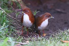 Red-and-white Crake