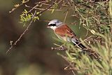 Red-backed Shrike