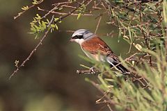 Red-backed Shrike