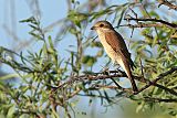 Red-backed Shrike