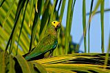 Red-bellied Macaw