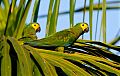 Red-bellied Macaw