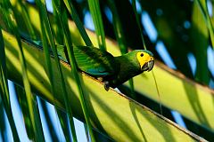 Red-bellied Macaw