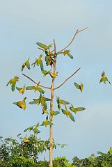 Red-bellied Macaw