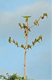 Red-bellied Macaw