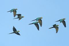 Red-bellied Macaw