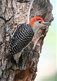 Red-bellied Woodpecker